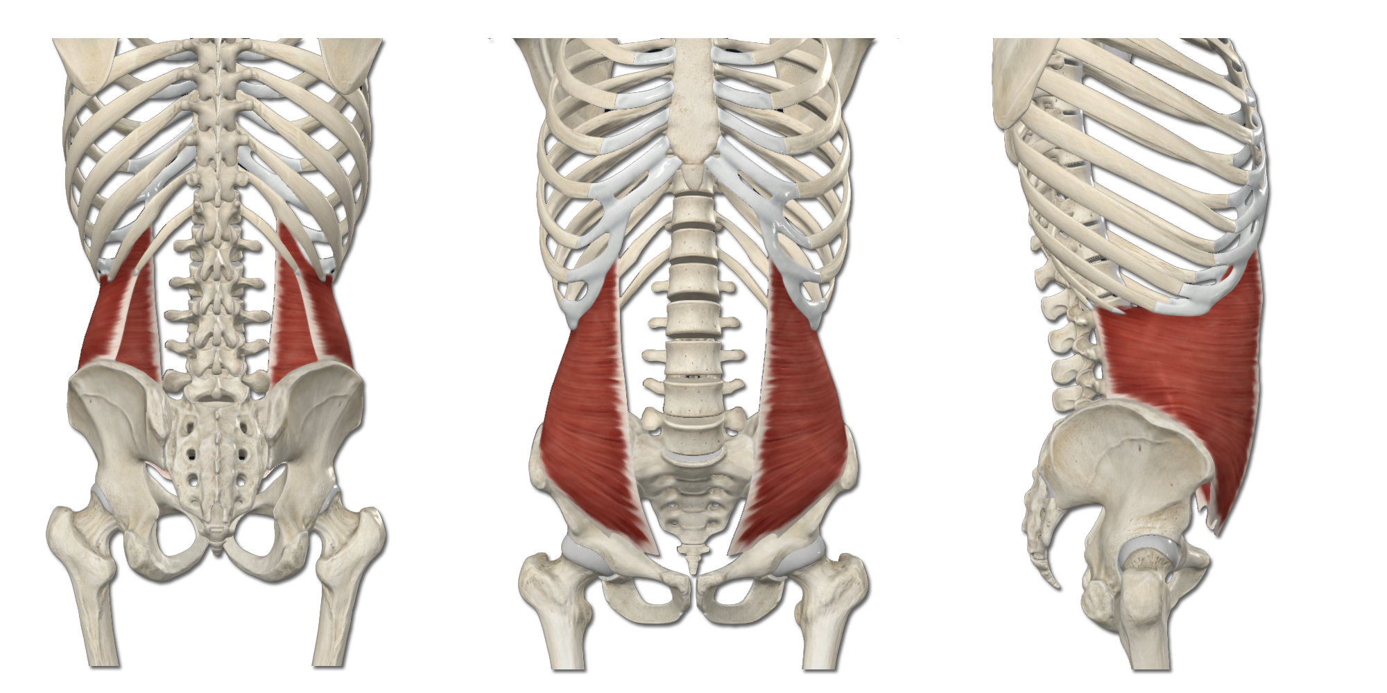 M. Transversus abdominis