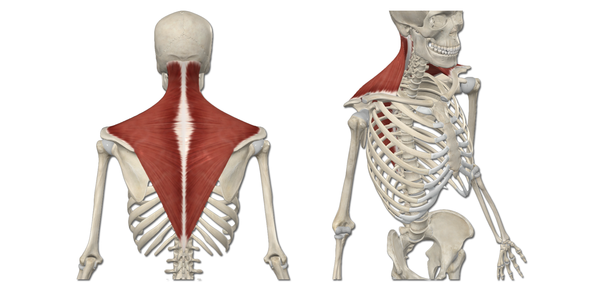 M. Trapezius