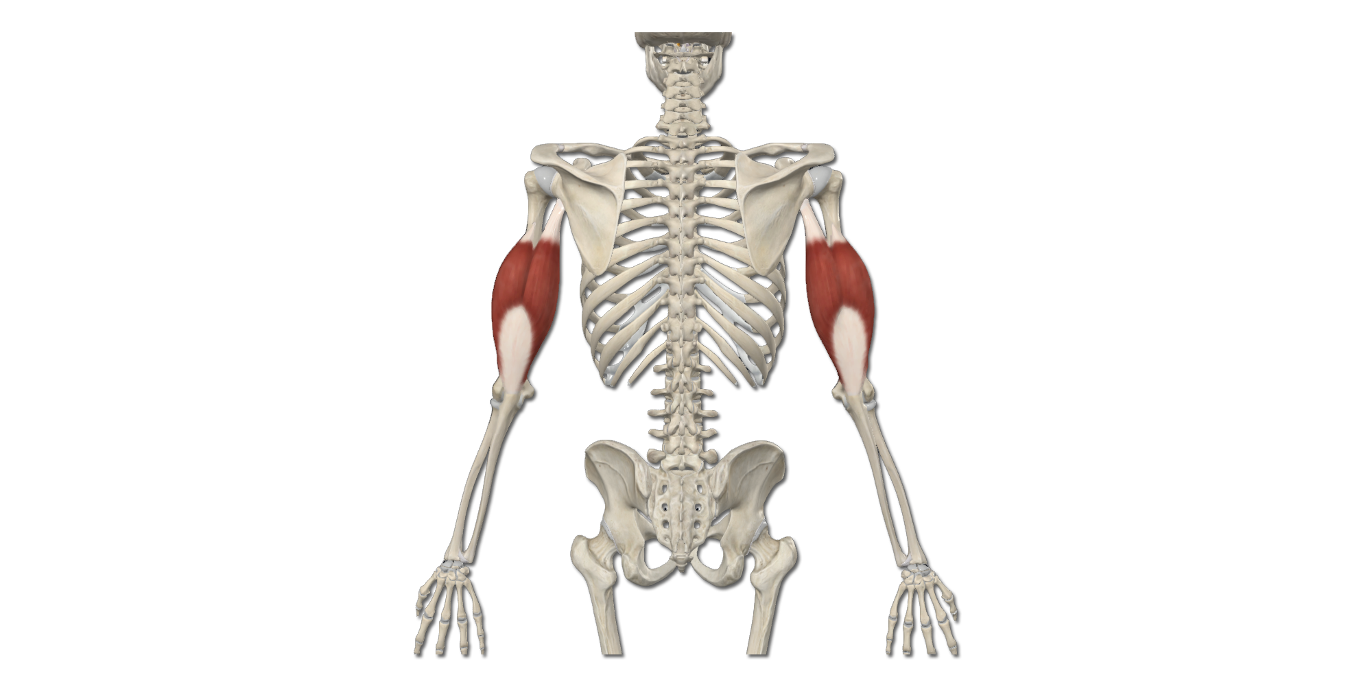 M. Triceps brachii